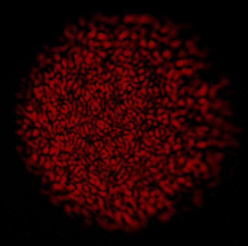 Speckle_fiber.jpg
