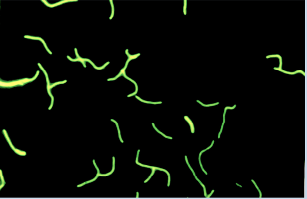 fig24.png
